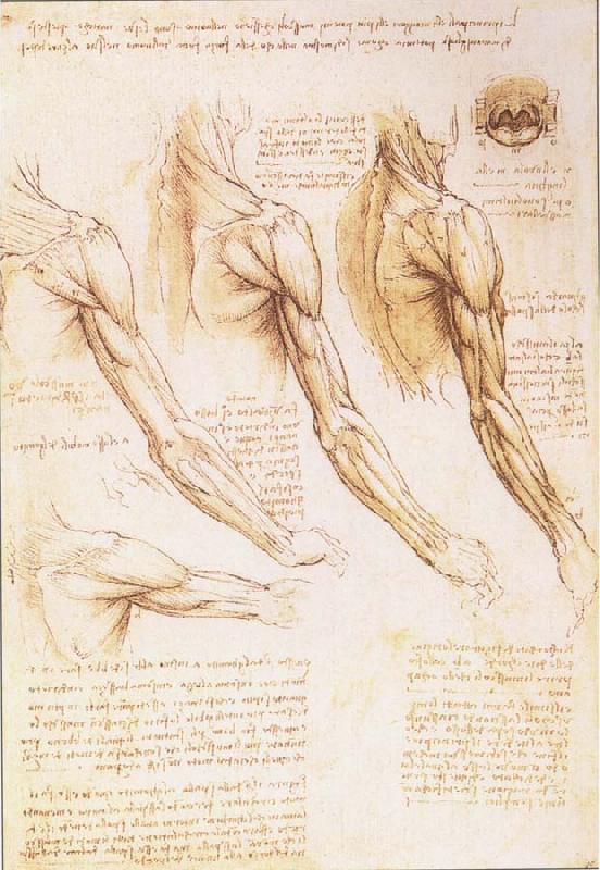  The muscles of arm, shoulder and neck